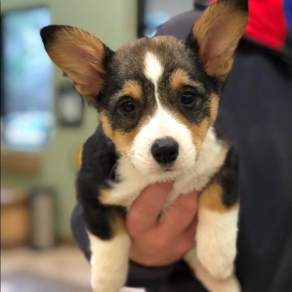 Meet your Posher, Emily